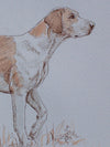 A Study of a Foxhound - The Wallington Gallery