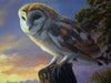Barn Owl, The Night Shift - The Wallington Gallery