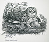 Short-eared Owl - The Wallington Gallery