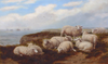 Sheep on Marsden Cliffs - The Wallington Gallery
