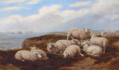 Sheep on Marsden Cliffs