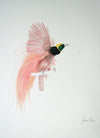 Birds Of Paradise - The Wallington Gallery
