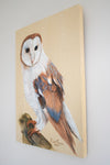 Barn Owl - The Wallington Gallery
