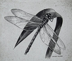 The dragonfly
