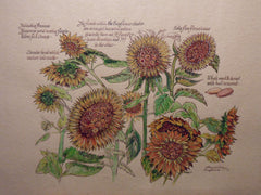 Botanical watercolour of Sunflowers