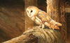 The Barn Owl - The Wallington Gallery