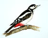 Great Spotted Woodpecker - The Wallington Gallery