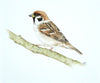 Tree Sparrow - The Wallington Gallery