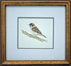 Tree Sparrow - The Wallington Gallery