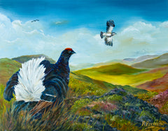 Black Grouse on the Fells