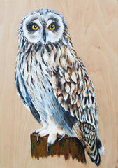 The Short-eared Owl