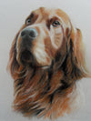 Red Setter - The Wallington Gallery