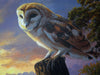 Barn Owl, The Night Shift - The Wallington Gallery