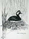 Black necked Grebe - The Wallington Gallery