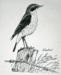 Wheatear