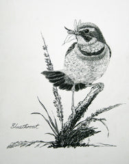 Bluethroat