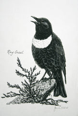 Ring Ouzel