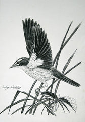 Sedge Warbler