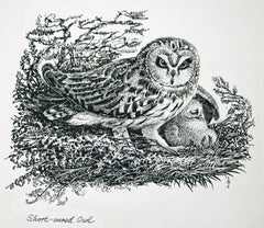 Short-eared Owl