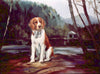Welsh Springer Spaniel - The Wallington Gallery