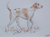 A Study of a Foxhound - The Wallington Gallery