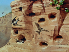 Sand Martins