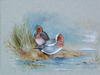 Widgeon - The Wallington Gallery