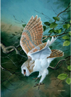 Barn Owl in Flight - The Wallington Gallery