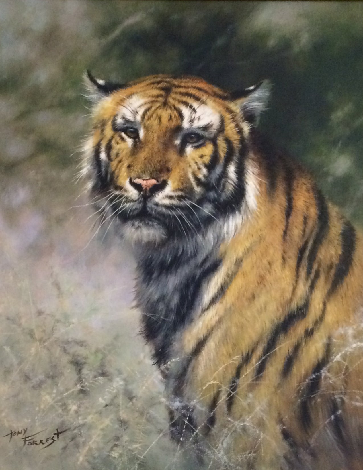 Tiger Life  Elizabeth Ward