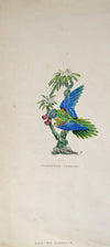 Turquoise Parakeet, Northern Australia - The Wallington Gallery