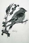 Waxwing - The Wallington Gallery