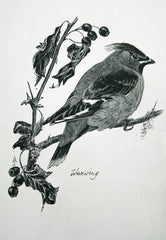 Waxwing