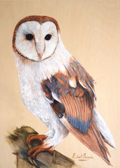 Barn Owl