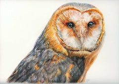 Barn Owl