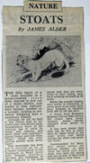 Stoats - The Wallington Gallery