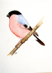 Bullfinch