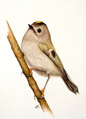 Goldcrest