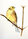 Yellowhammer - The Wallington Gallery