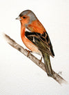 Chaffinch - The Wallington Gallery