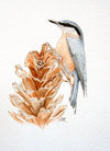 Nuthatch - The Wallington Gallery