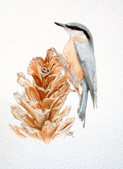 Nuthatch