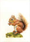 Garden Squirrel - The Wallington Gallery