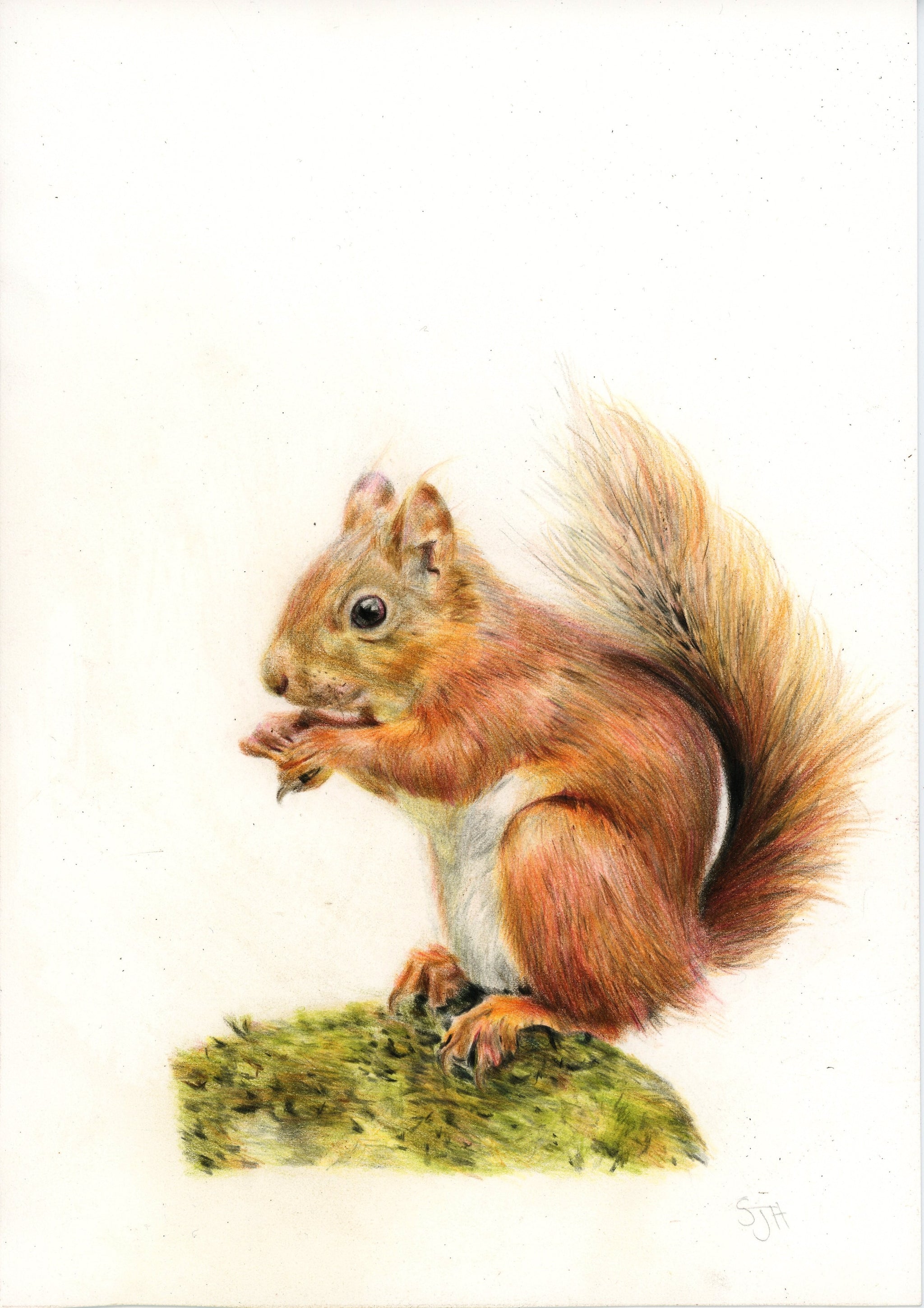 Garden Squirrel - The Wallington Gallery