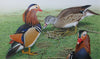 Mandarin Ducks - The Wallington Gallery