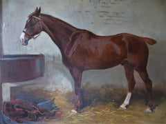 A chestnut Hunter in a stable
