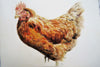 Chicken, Free Range - The Wallington Gallery