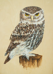 Little Owl