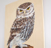 Little Owl - The Wallington Gallery