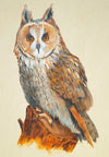 Long Eared Owl - The Wallington Gallery