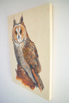 Long Eared Owl - The Wallington Gallery